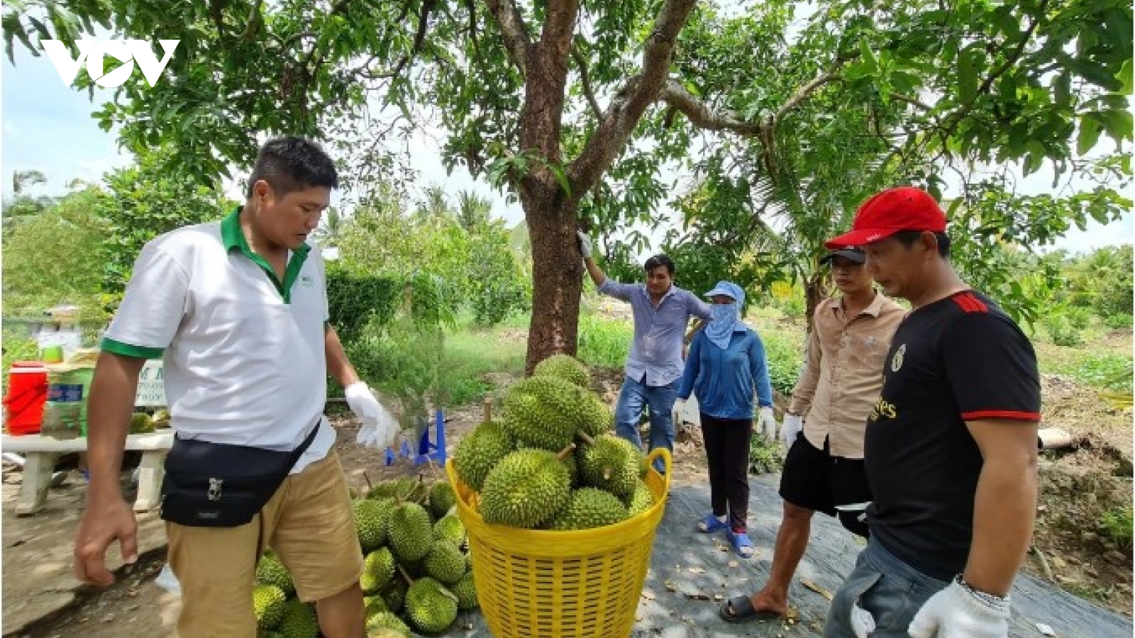 Taiwan extends strict inspections on Vietnamese durian imports